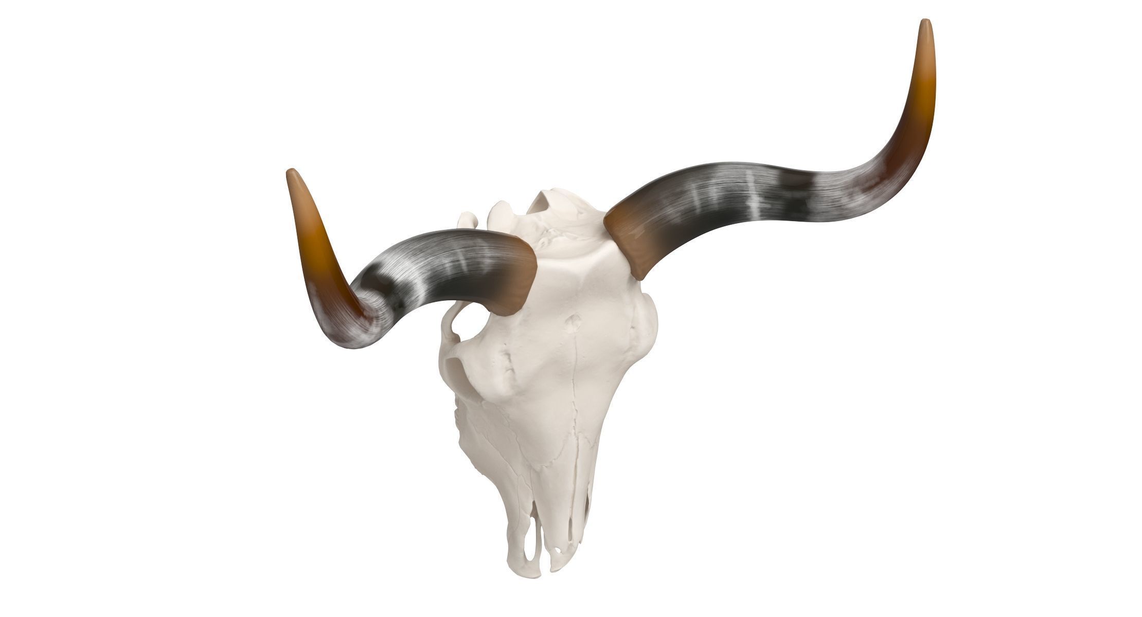 Cattle Cow Skull and Horns Collection 3D model_9