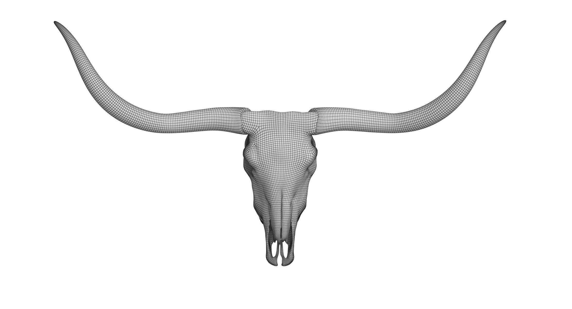 Cattle Cow Skull and Horns Collection 3D model_27