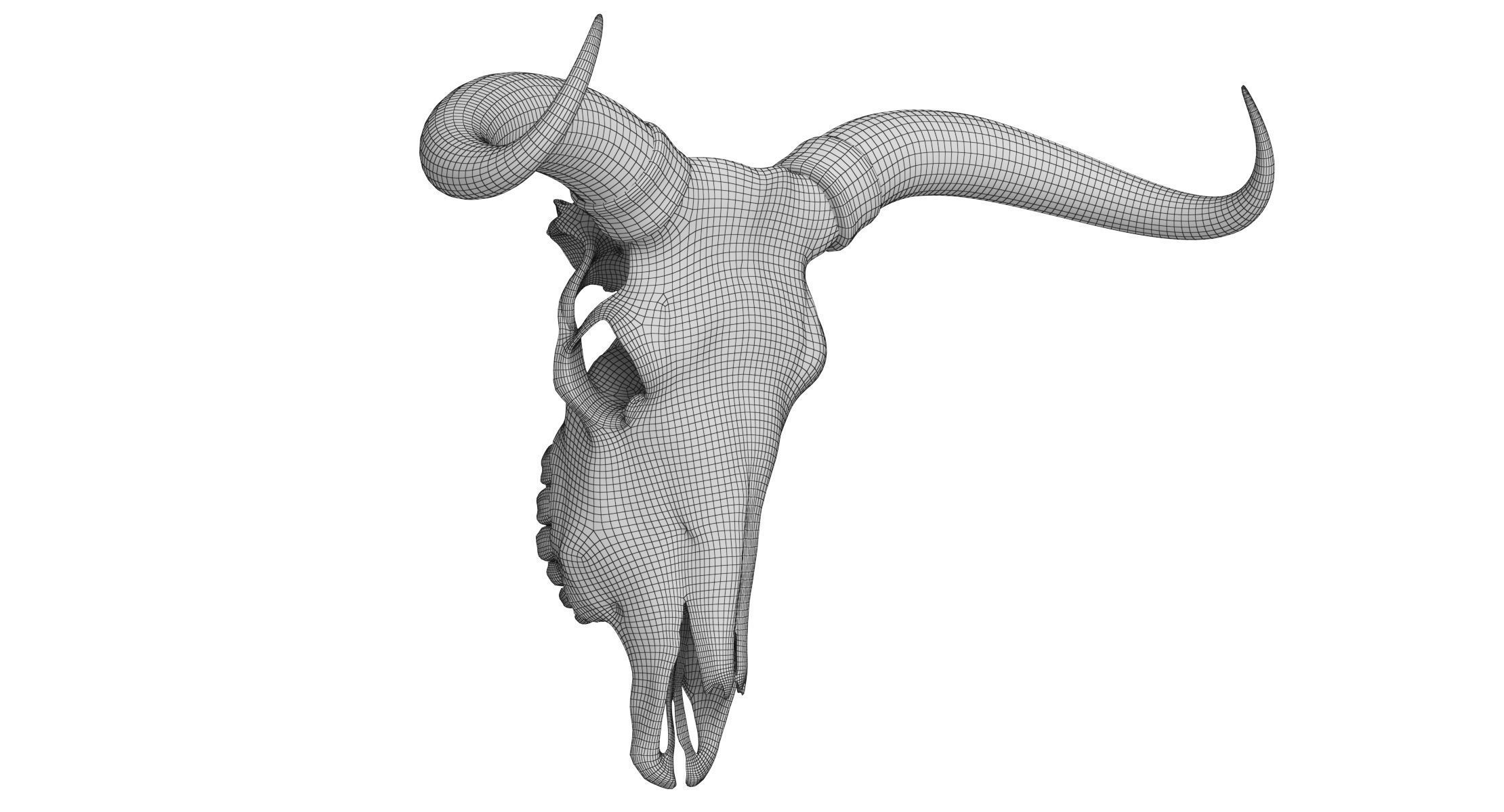 Cattle Cow Skull and Horns Collection 3D model_29