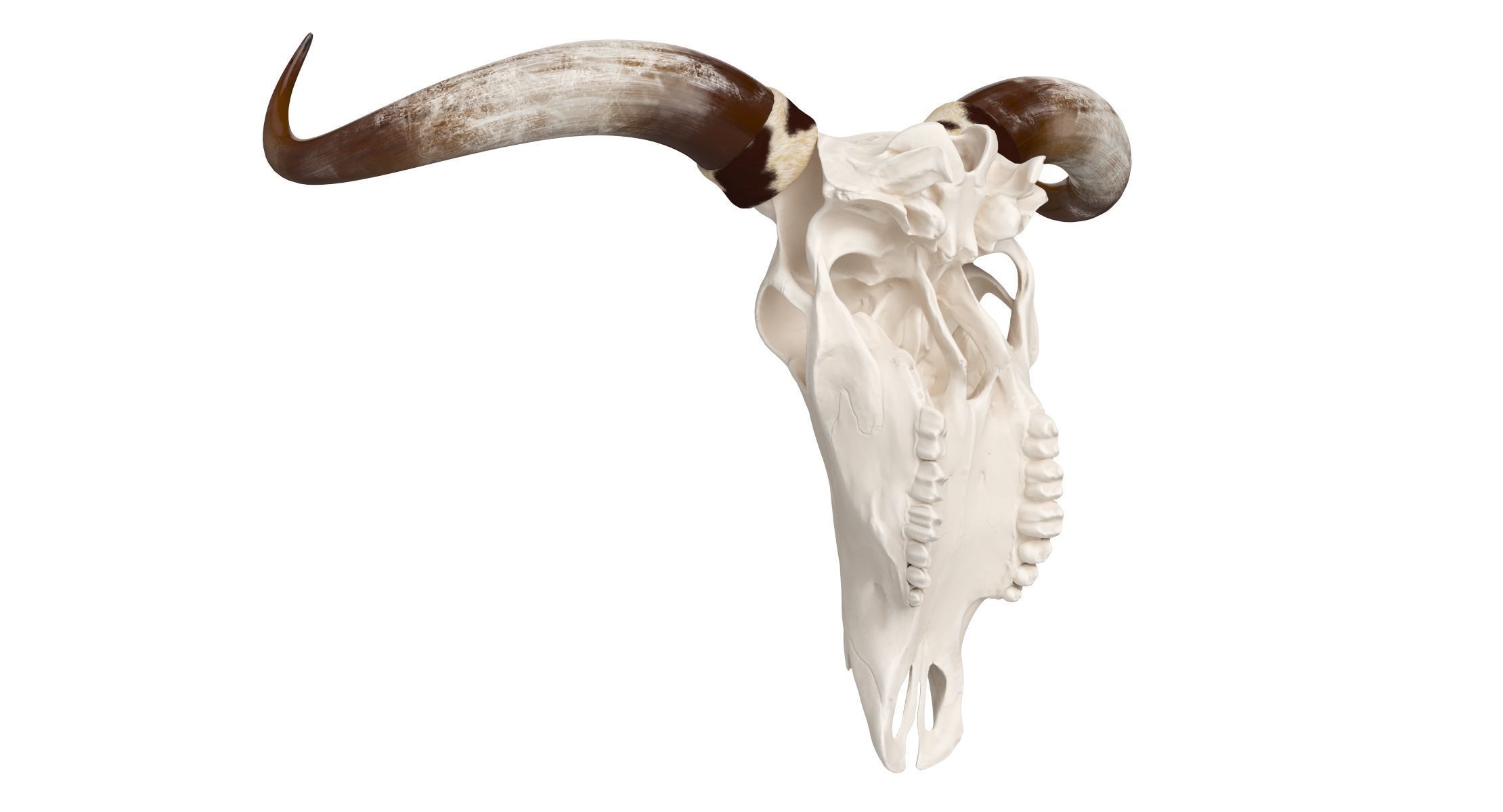 Cattle Cow Skull and Horns Collection 3D model_13