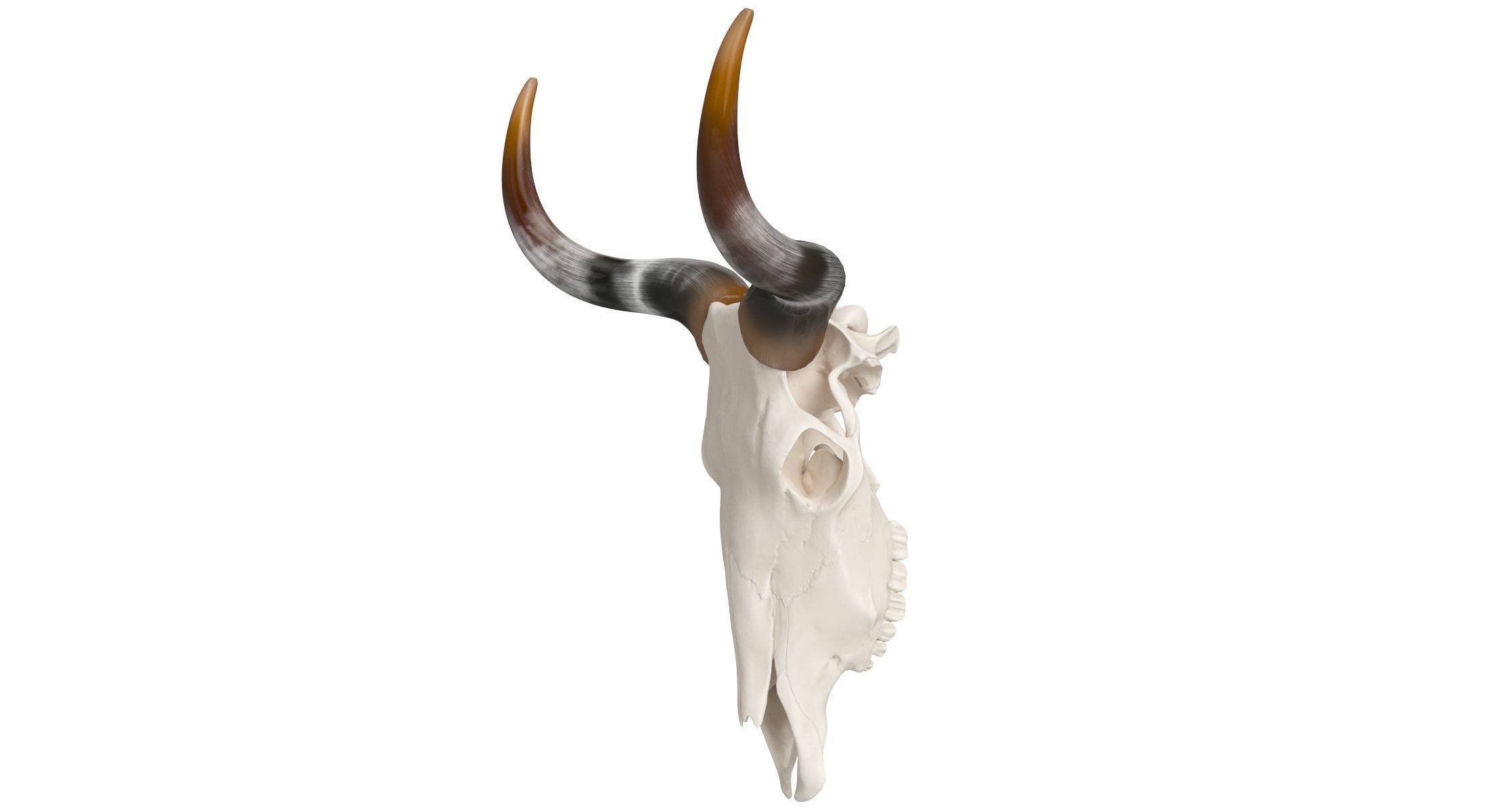 Cattle Cow Skull and Horns Collection 3D model_11