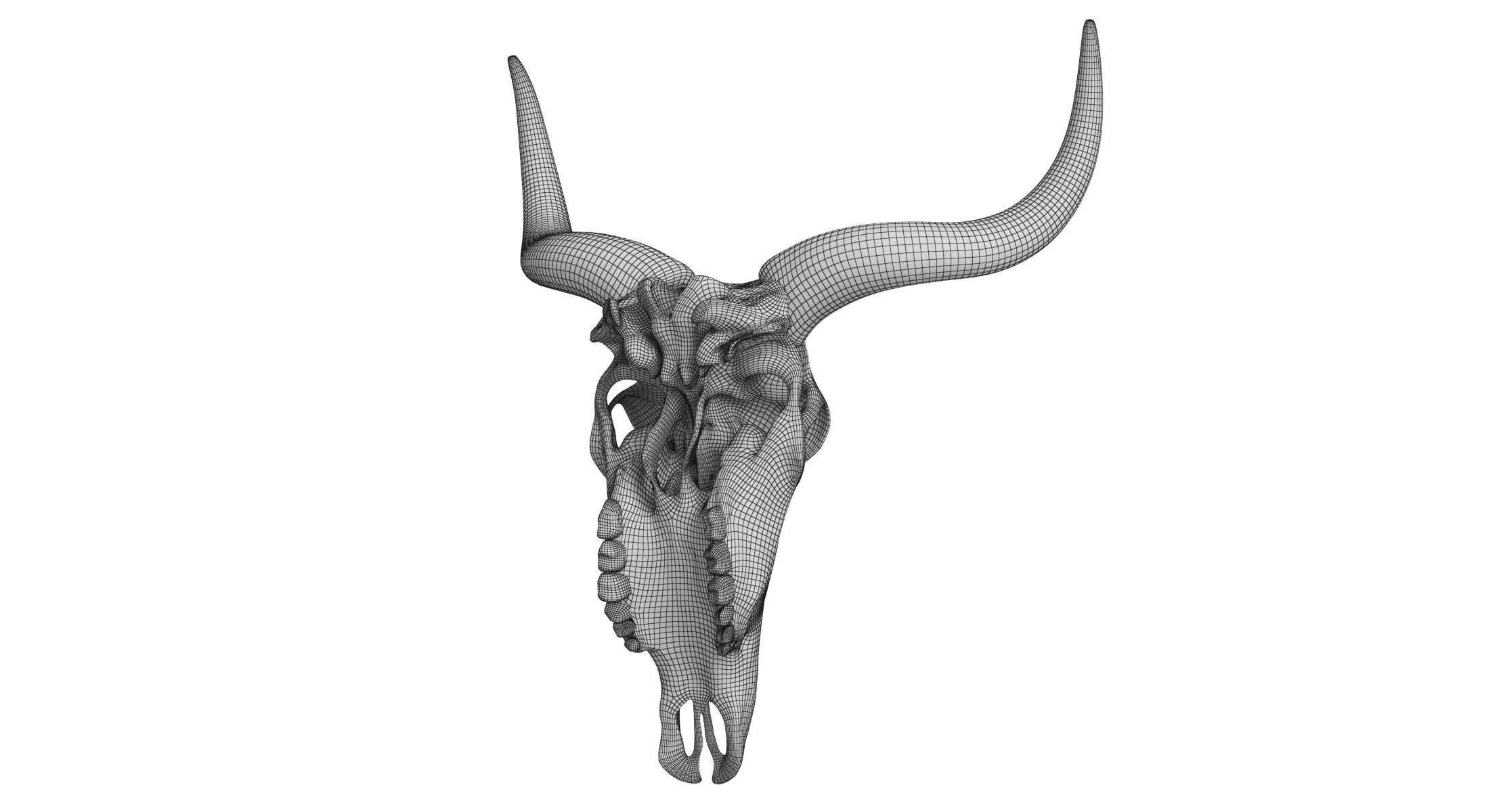 Cattle Cow Skull and Horns Collection 3D model_30