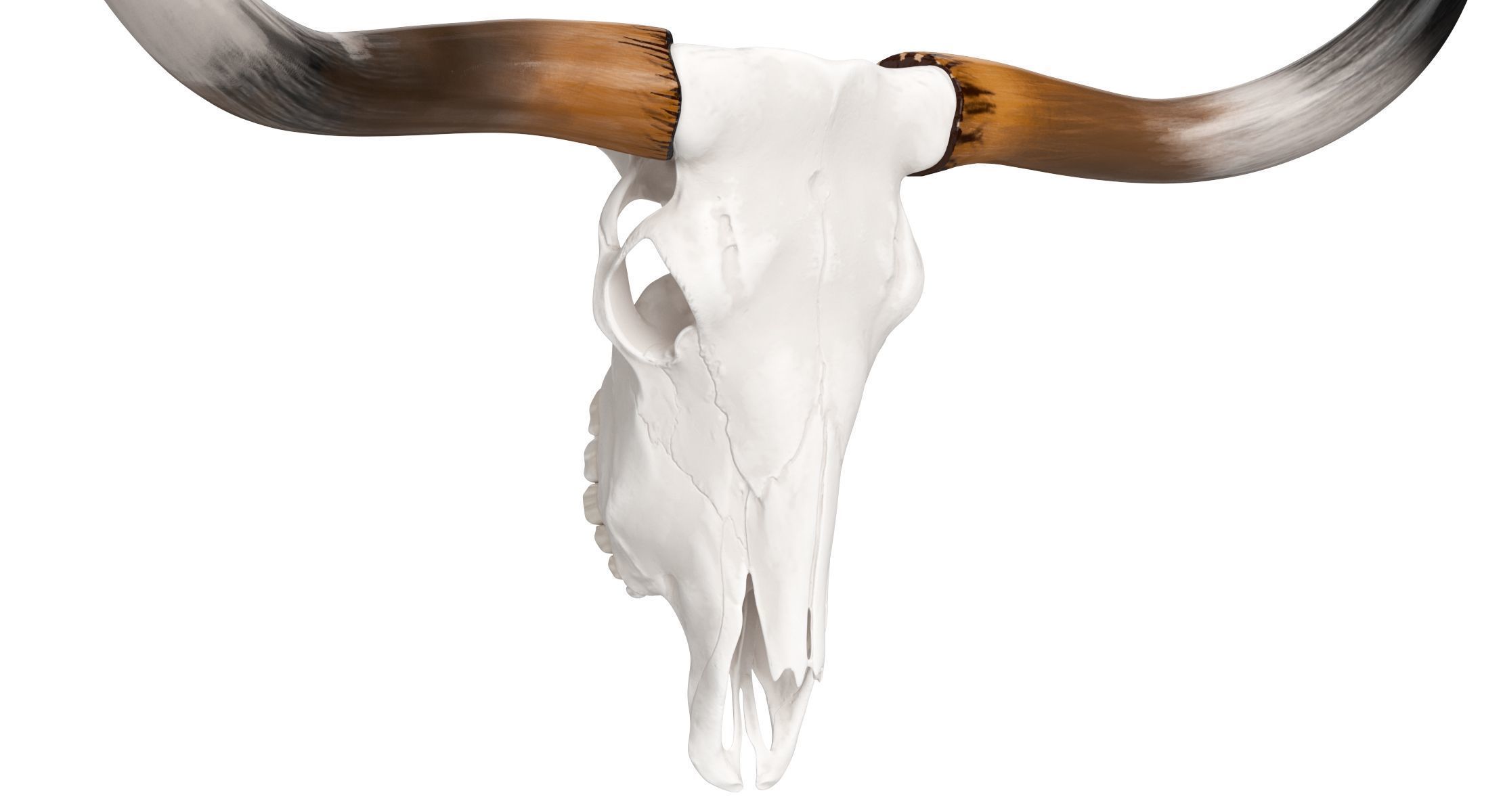 Cattle Cow Skull and Horns Collection 3D model_7