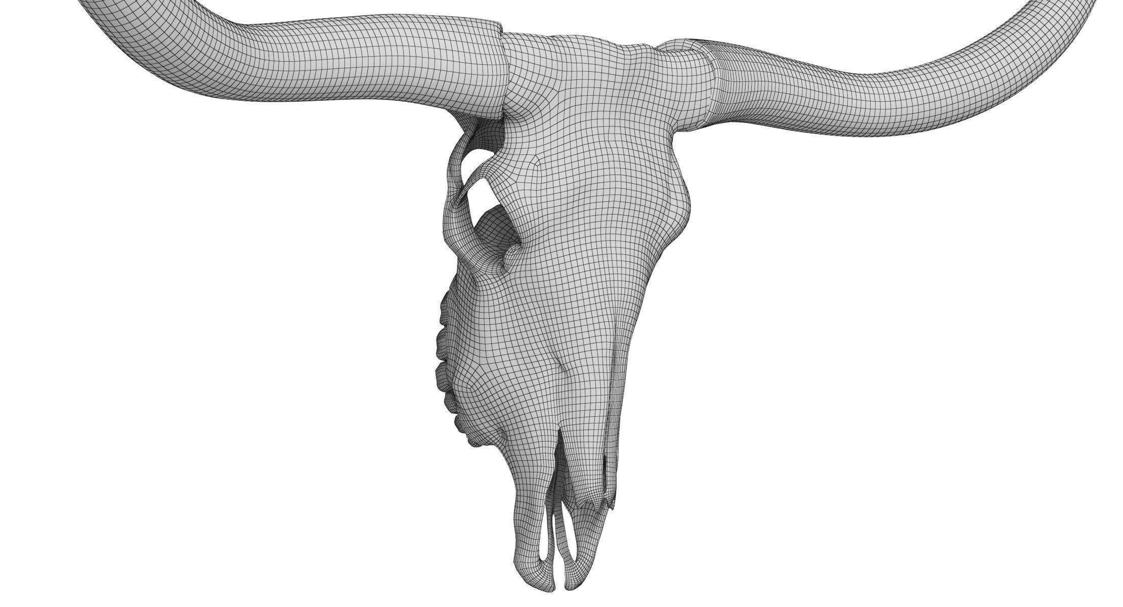 Cattle Cow Skull and Horns Collection 3D model_28