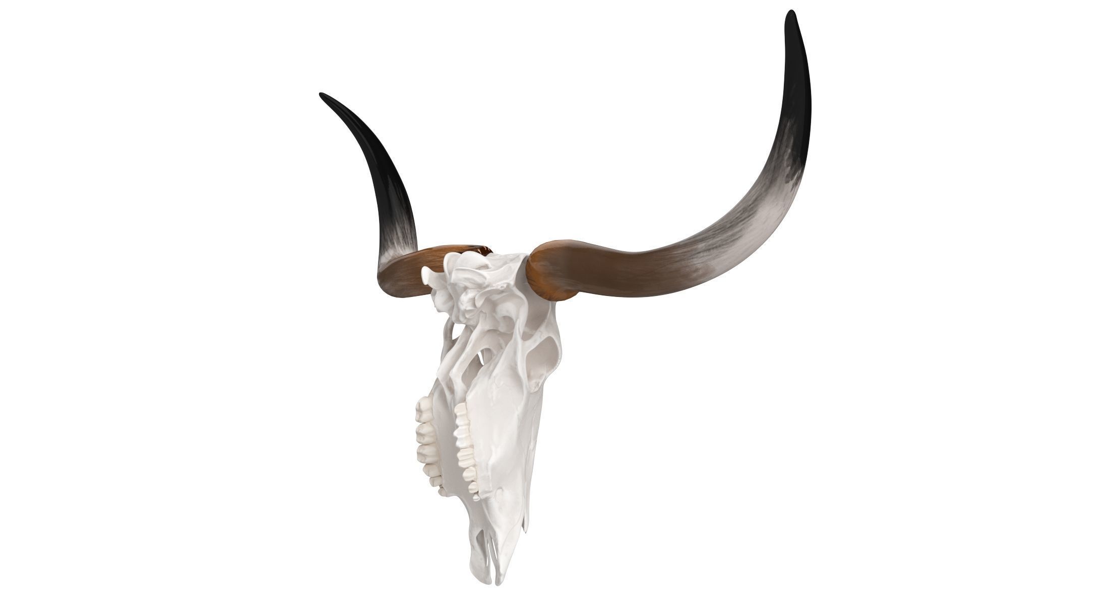 Cattle Cow Skull and Horns Collection 3D model_16