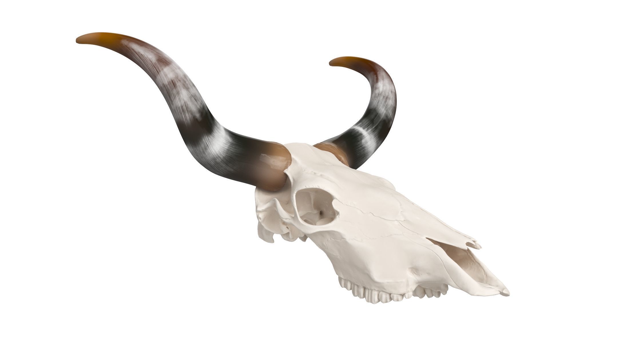 Cattle Cow Skull and Horns Collection 3D model_19