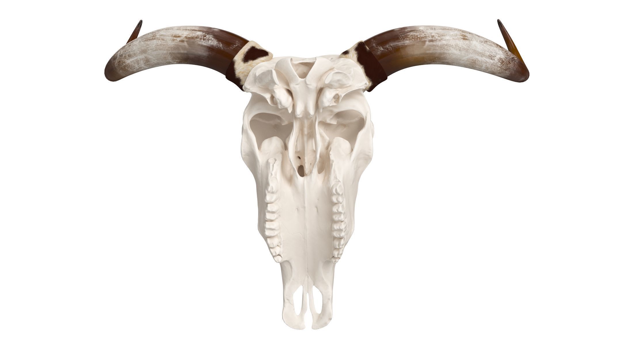 Cattle Cow Skull and Horns Collection 3D model_22