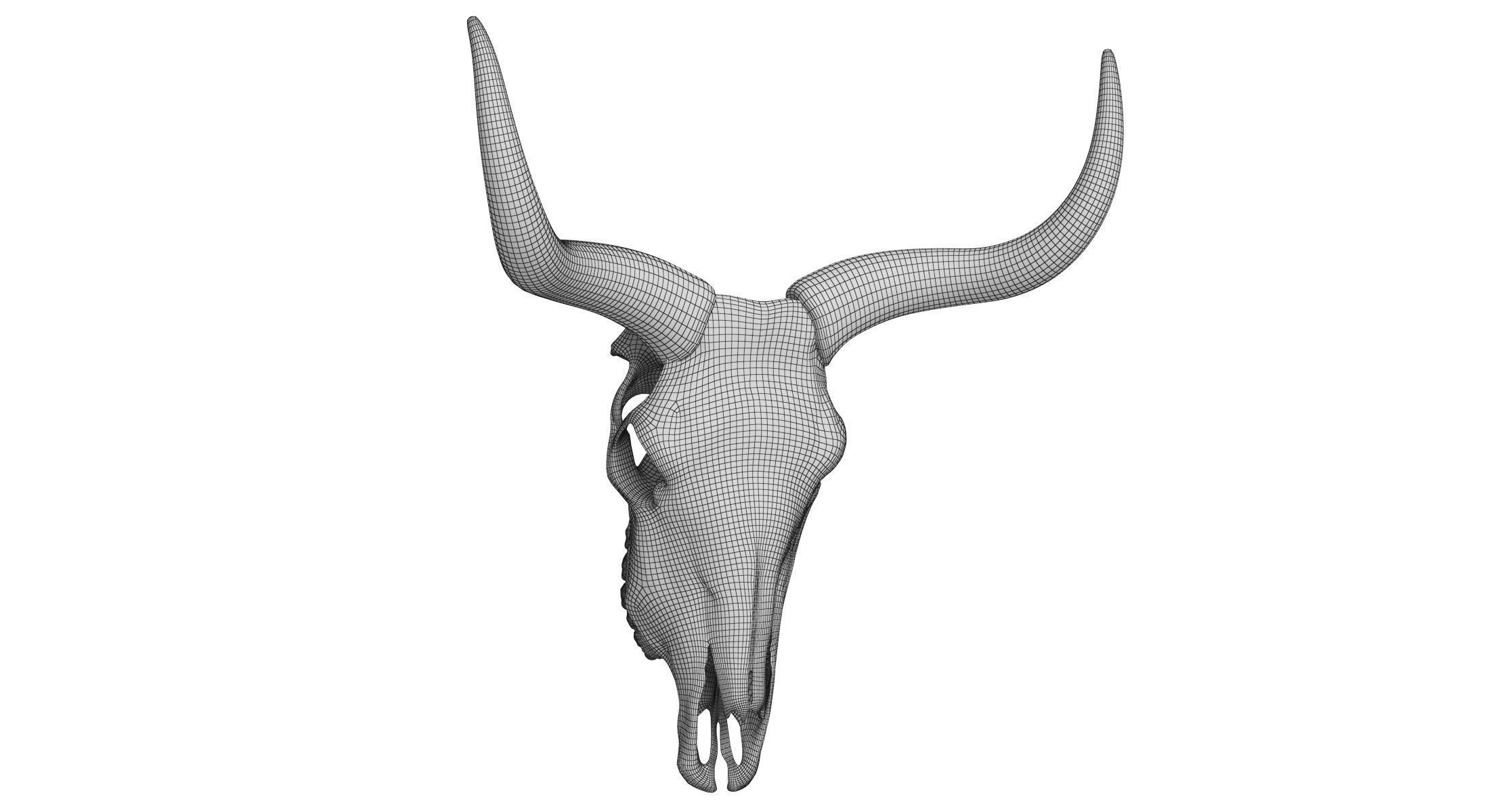 Cattle Cow Skull and Horns Collection 3D model_31