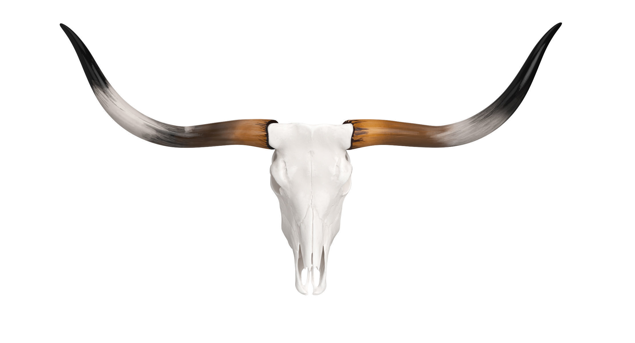Cattle Cow Skull and Horns Collection 3D model_1