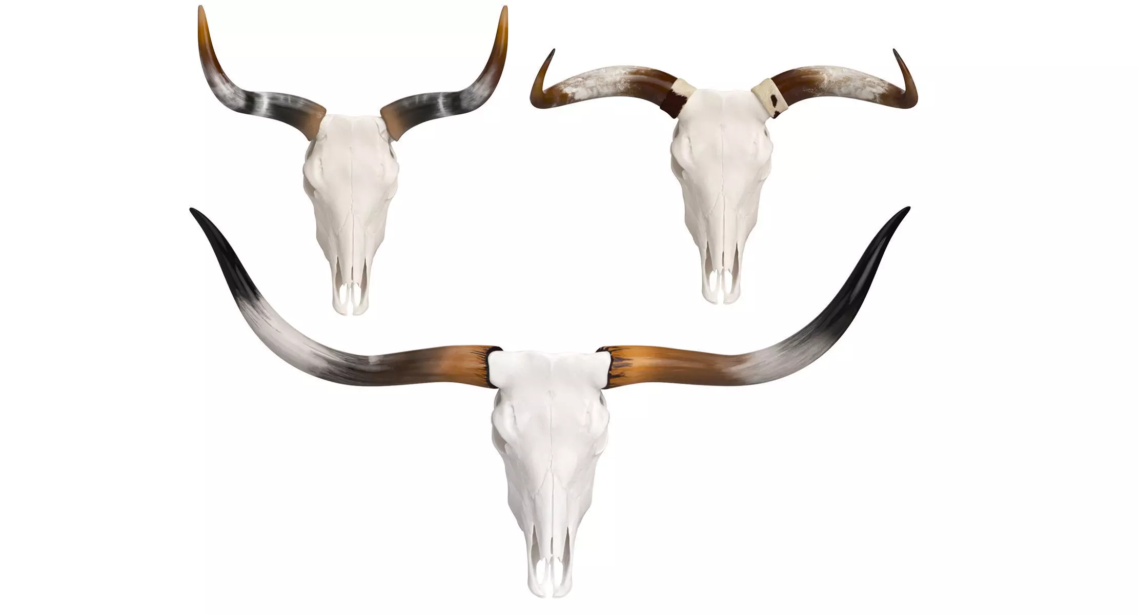 Cattle Cow Skull and Horns Collection 3D model_0