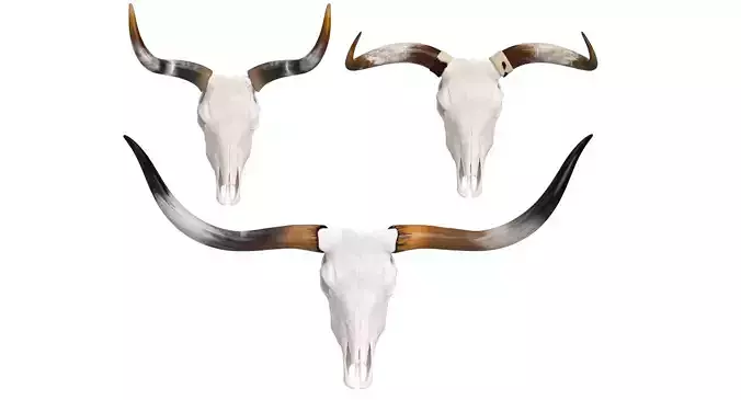 Cattle Cow Skull and Horns Collection