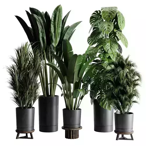 Tree plant in a concrete dirty vase - indoor plant set 549 3D model