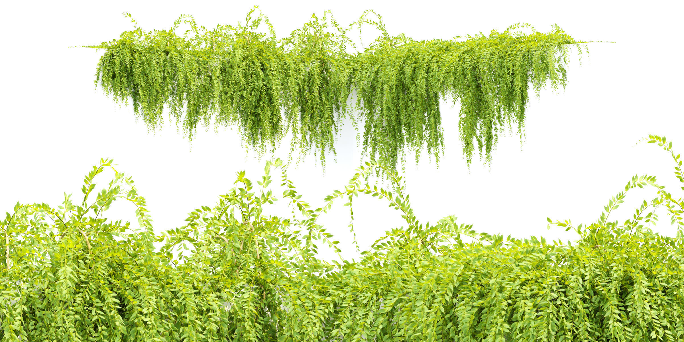 Hanging Creeper Plants Collection Vol 282-Blender 3D model_3