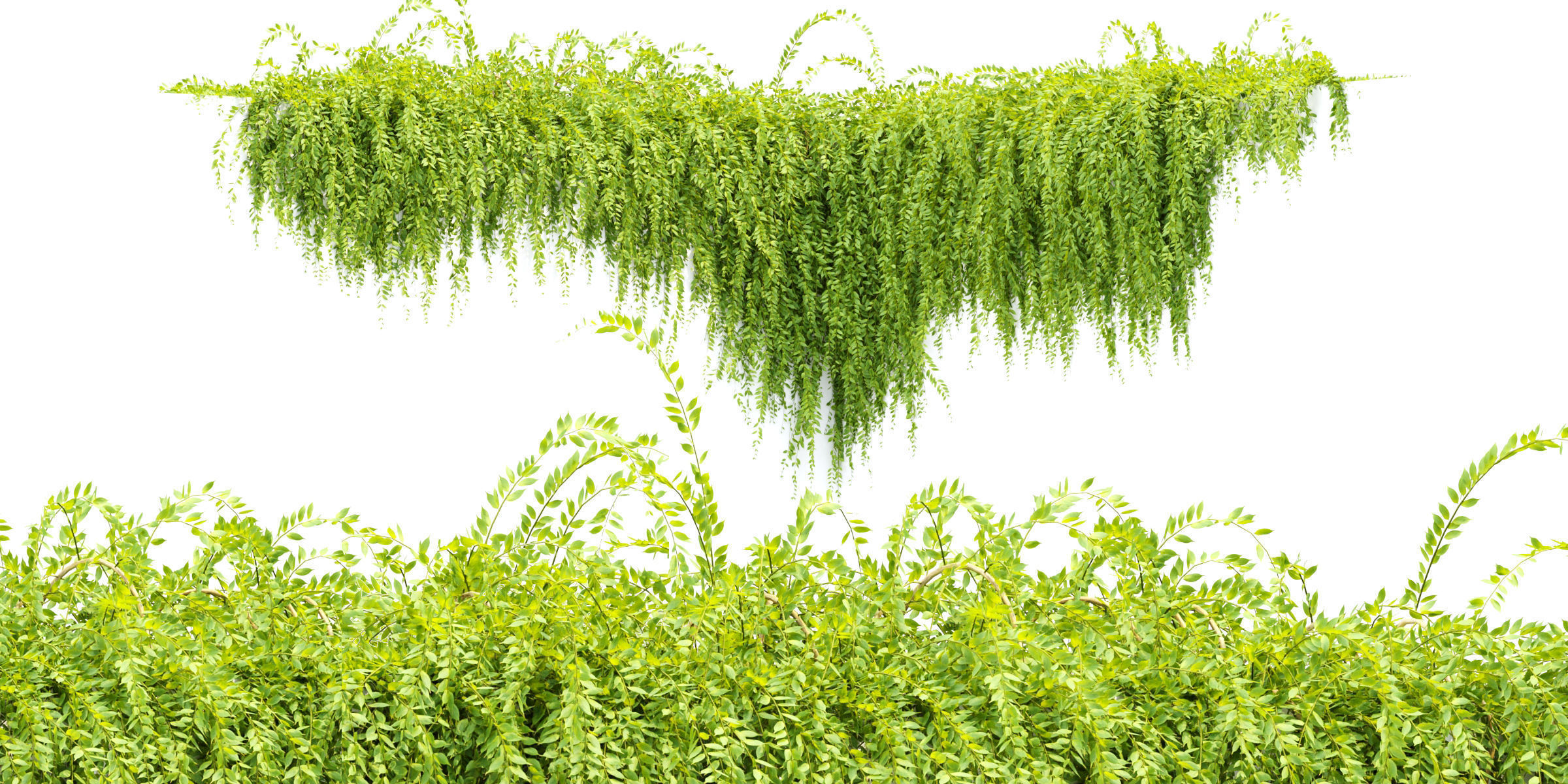 Hanging Creeper Plants Collection Vol 282-Blender 3D model_2