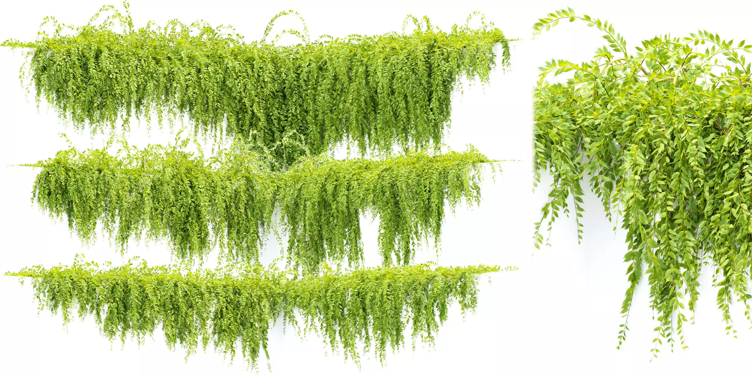 Hanging Creeper Plants Collection Vol 282-Blender 3D model_0