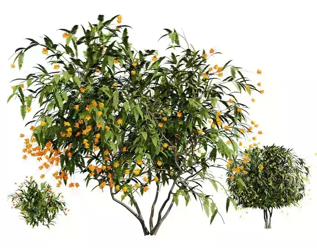 Vibrant Pride of Barbados 3D Plant Low-poly 3D model