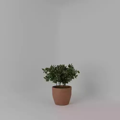 Potted basil plant