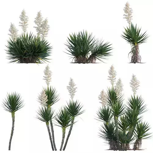 Yucca aloifolia - Spanish bayonet - Aloe yucca Low-poly 3D model