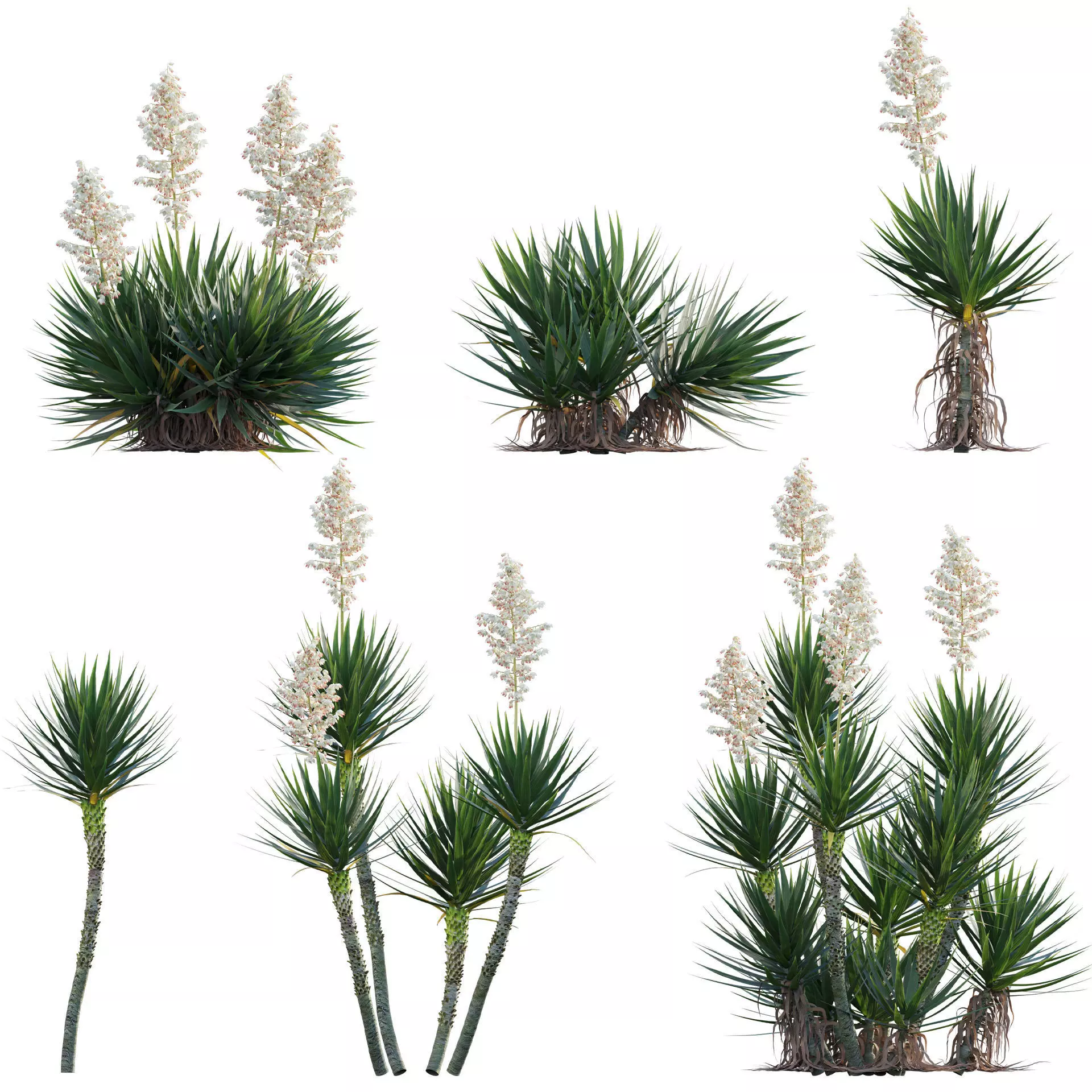 Yucca aloifolia - Spanish bayonet - Aloe yucca Low-poly 3D model