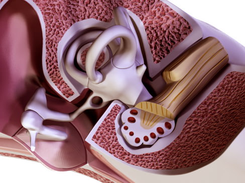 Human ear 3D model_6