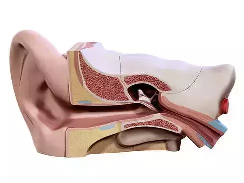 Human ear 3D model