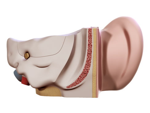 Human ear 3D model_9