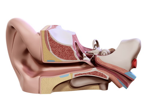 Human ear 3D model_2