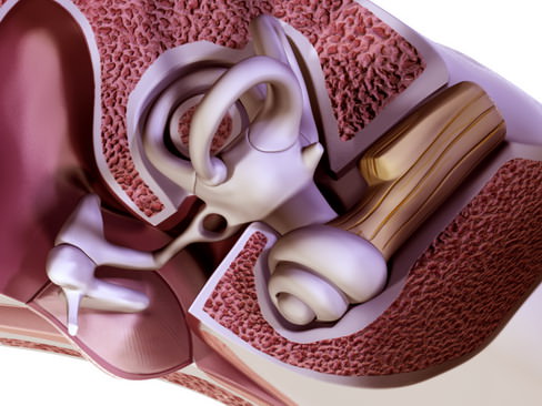 Human ear 3D model_5