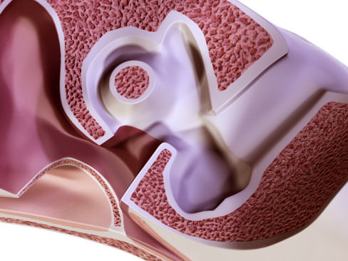 Human ear 3D model_7