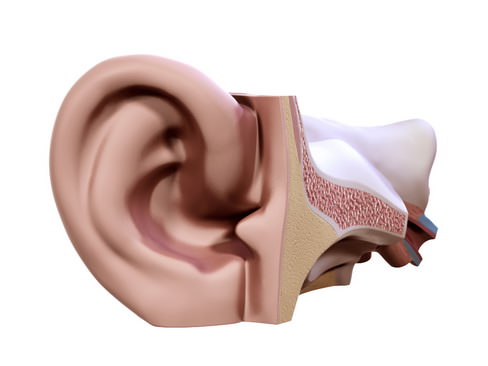 Human ear 3D model_8