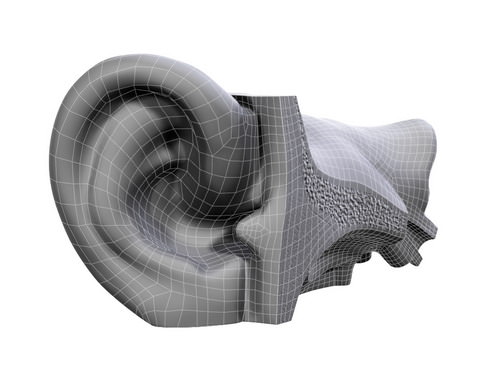 Human ear 3D model_17