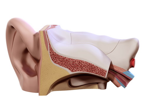 Human ear 3D model_1