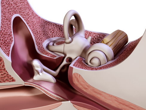 Human ear 3D model_4