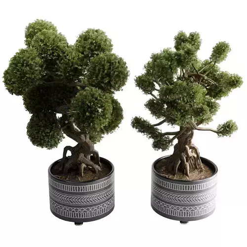 Bonsai Tree in a handmade pottery - Indoor plant set 552 