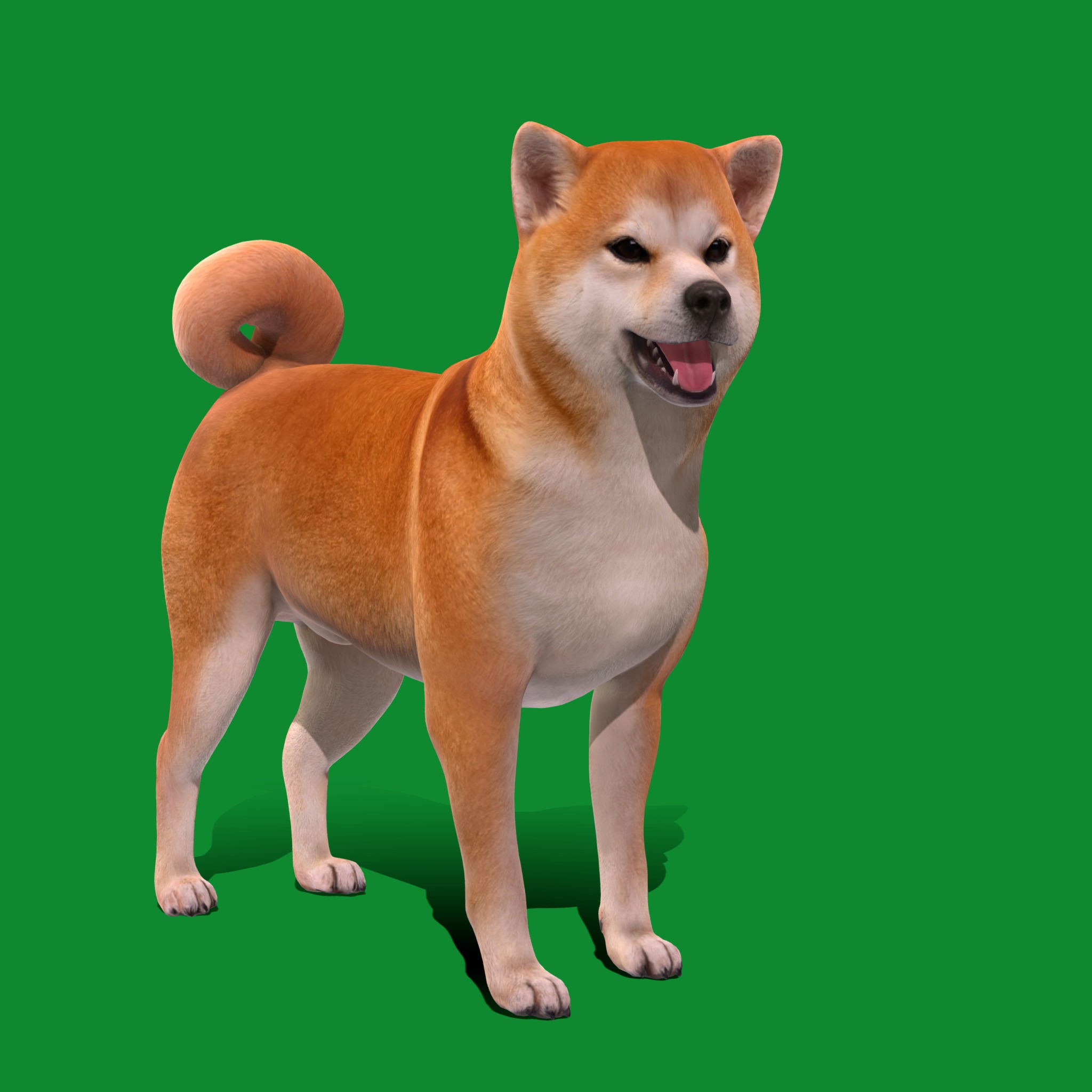 Japanese Shiba Inu Dog Low-poly 3D model_24