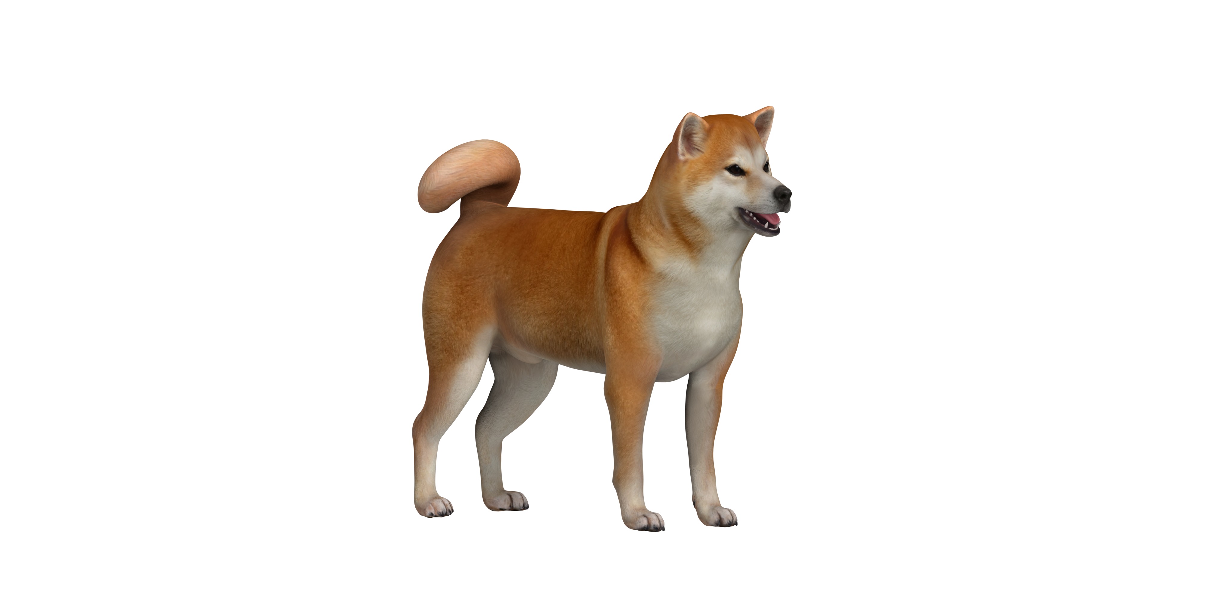 Japanese Shiba Inu Dog Low-poly 3D model_5