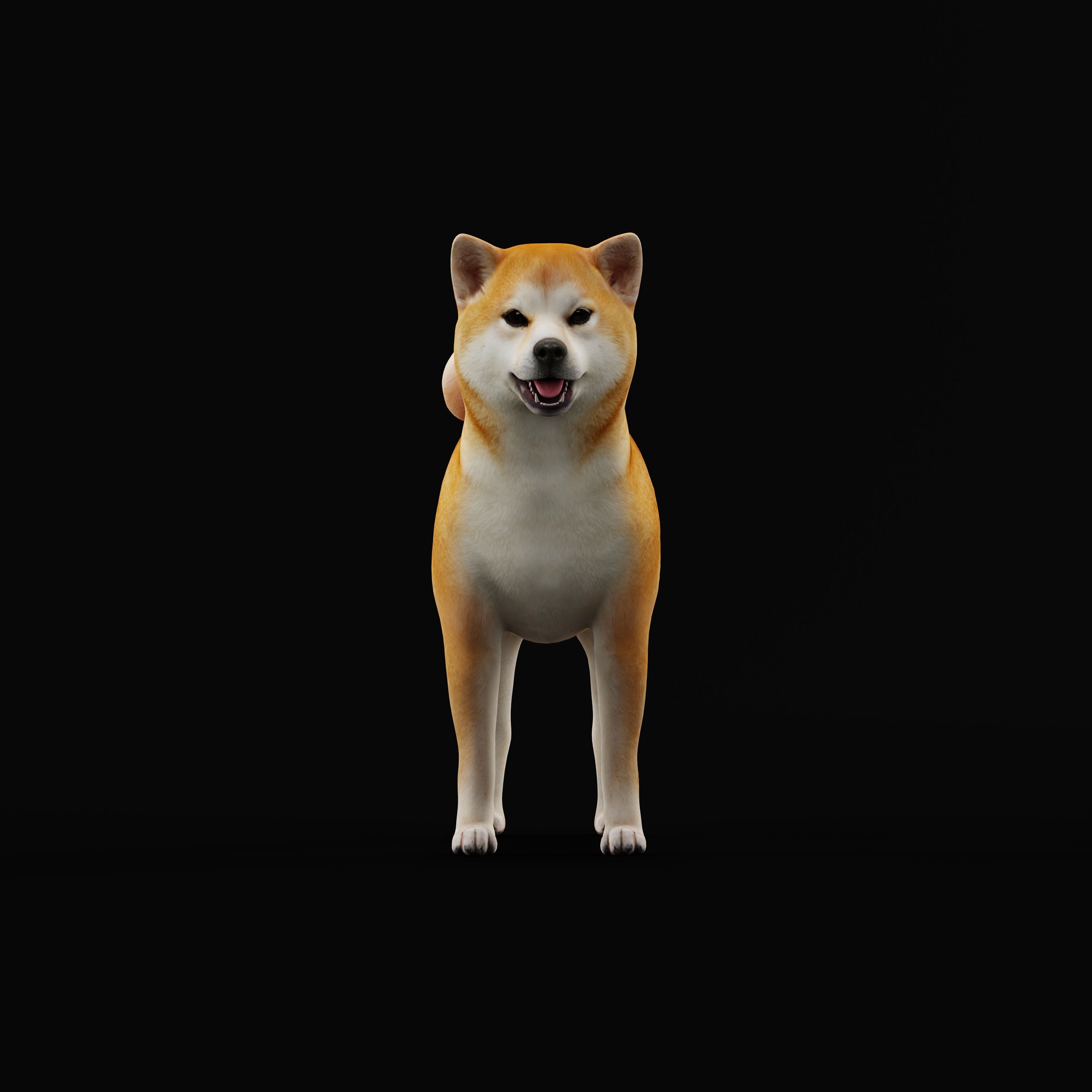 Japanese Shiba Inu Dog Low-poly 3D model_34