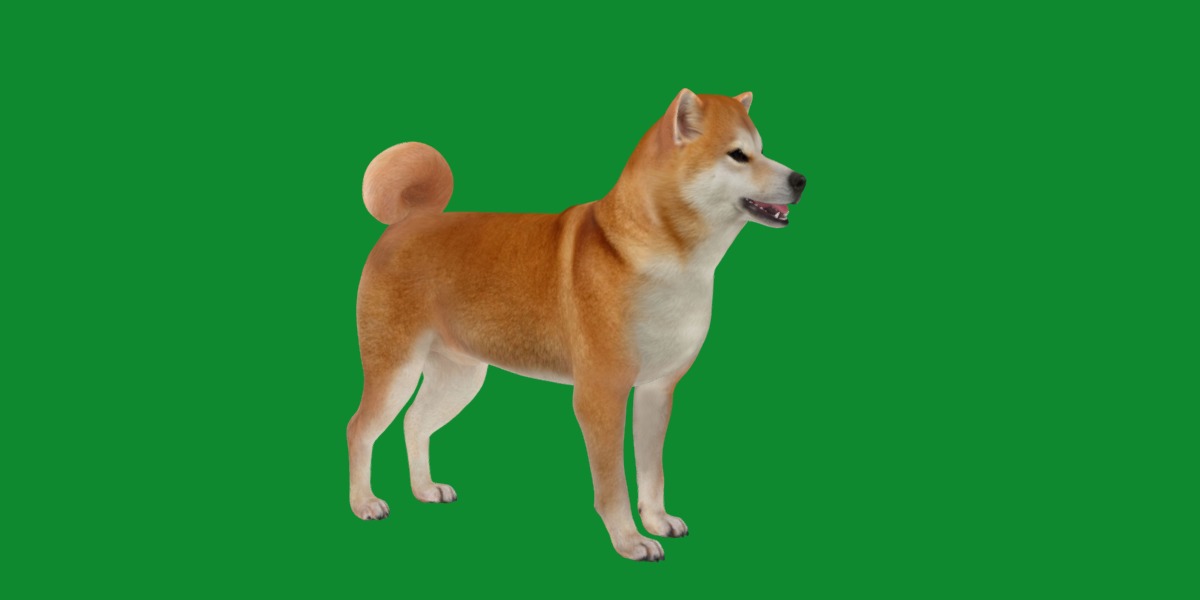 Japanese Shiba Inu Dog Low-poly 3D model_3