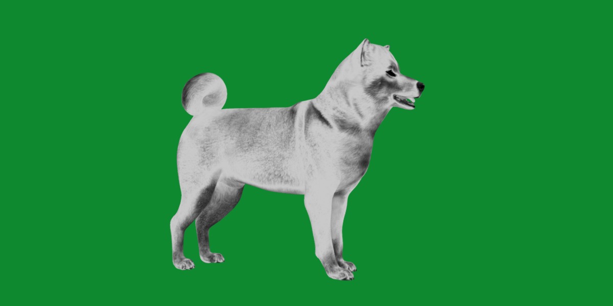 Japanese Shiba Inu Dog Low-poly 3D model_12