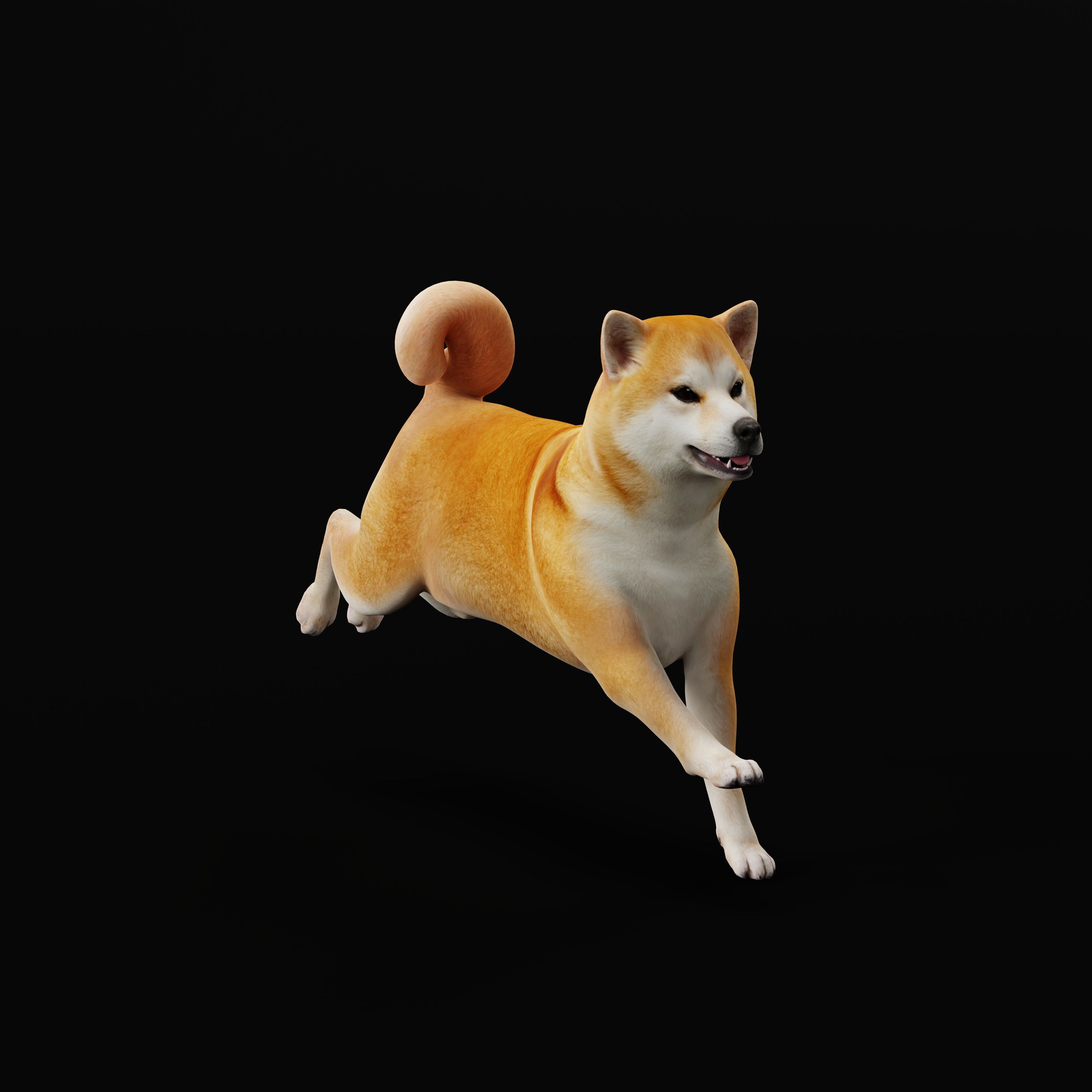 Japanese Shiba Inu Dog Low-poly 3D model_39