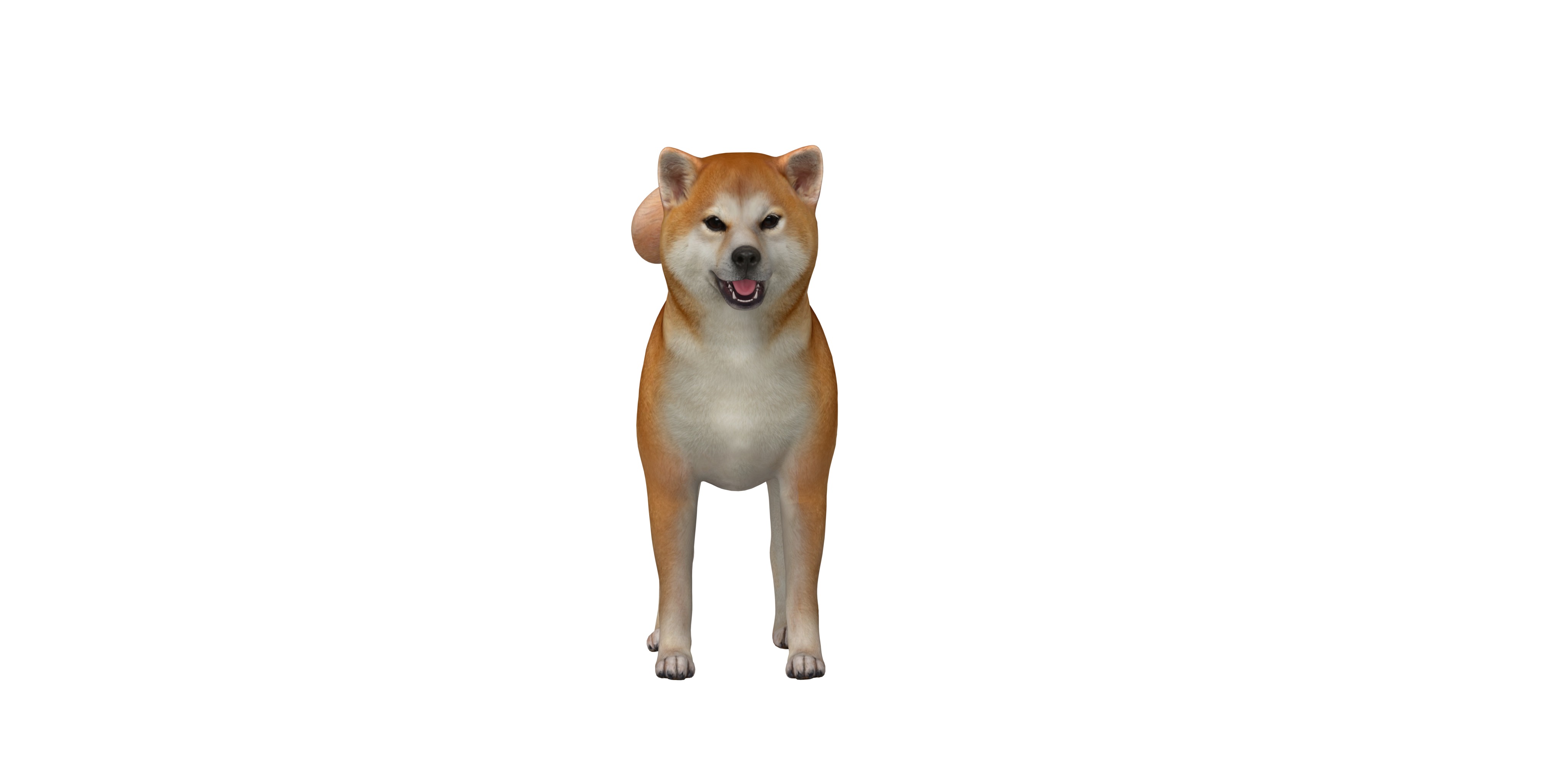 Japanese Shiba Inu Dog Low-poly 3D model_4