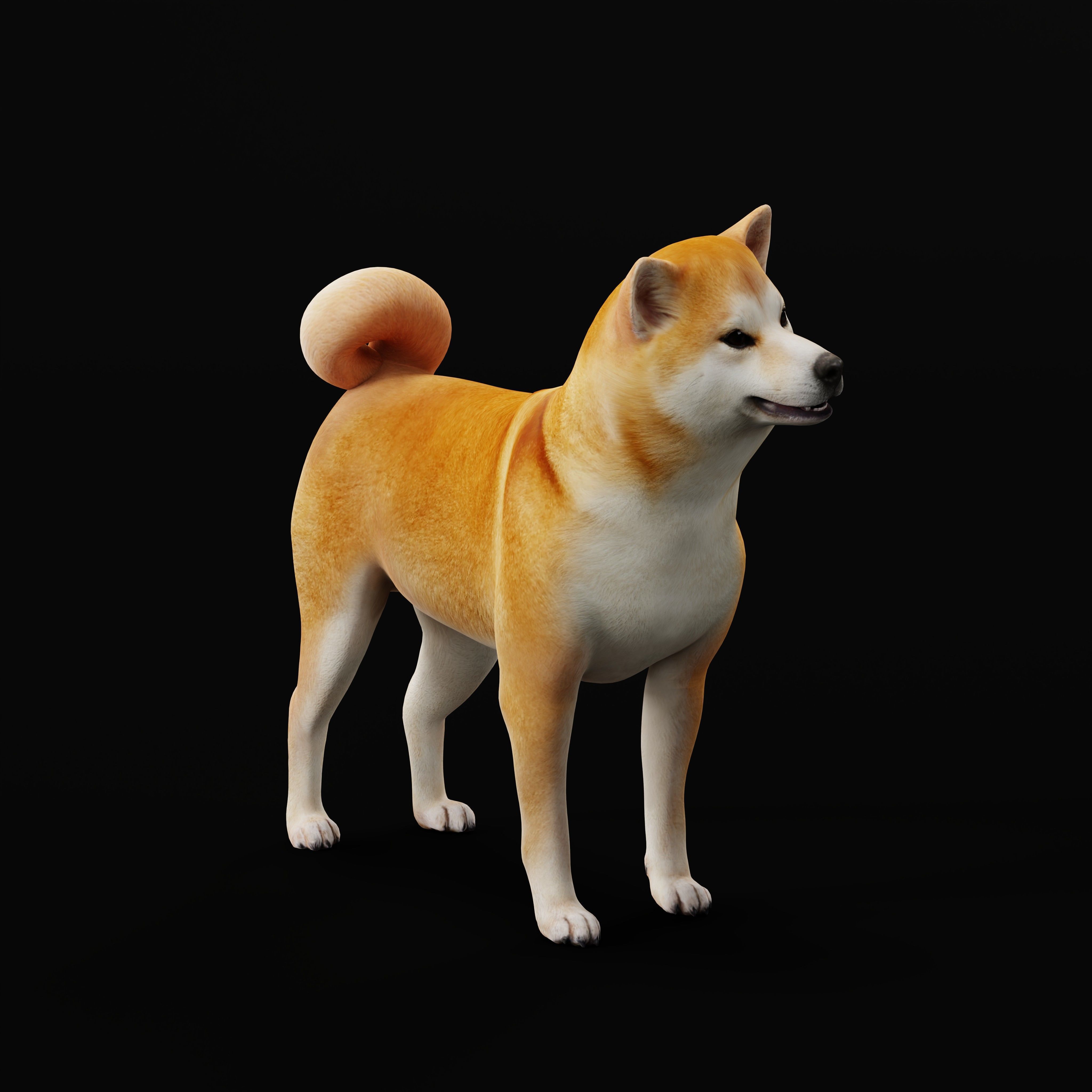 Japanese Shiba Inu Dog Low-poly 3D model_38