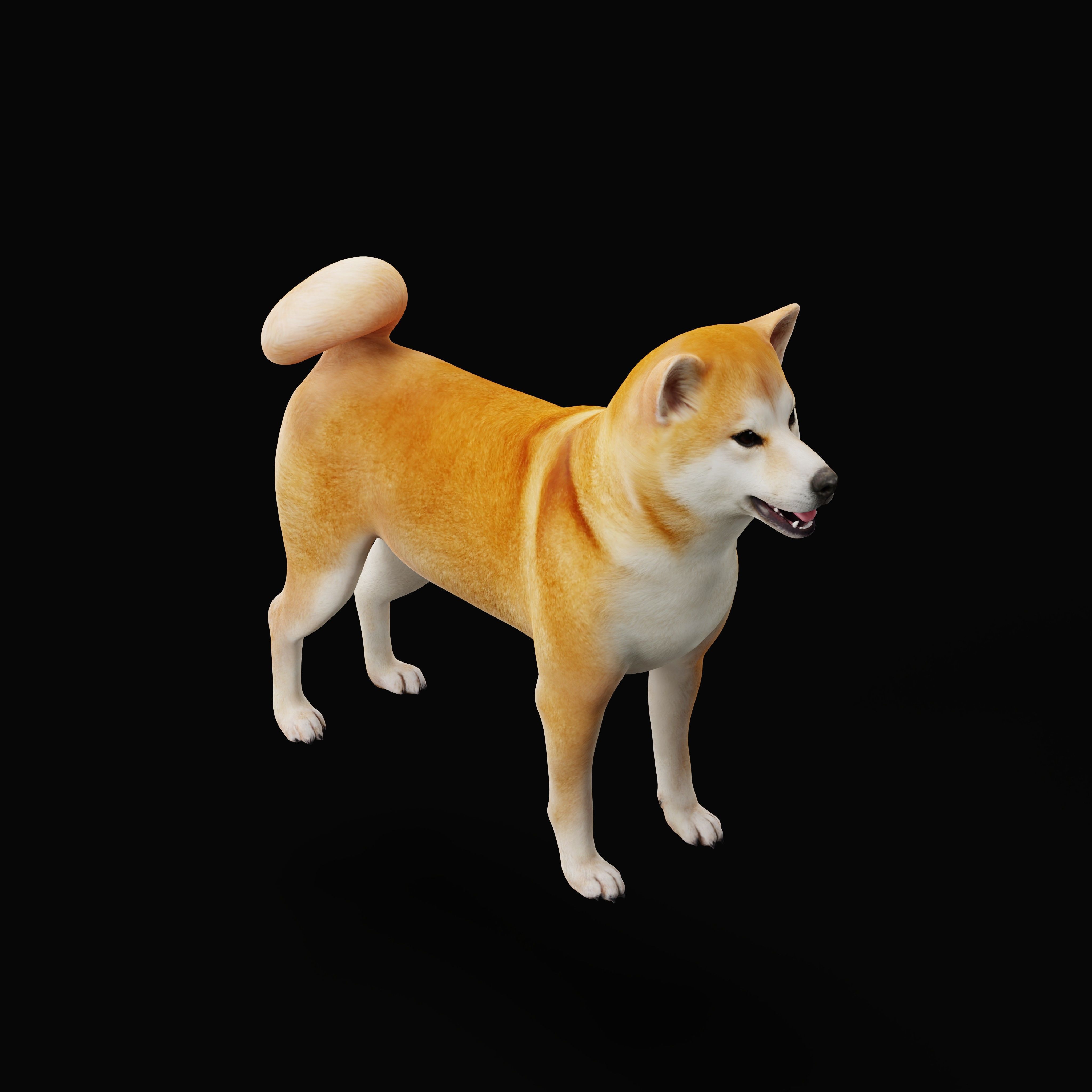 Japanese Shiba Inu Dog Low-poly 3D model_37