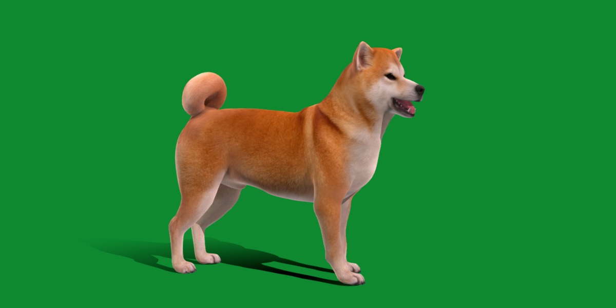 Japanese Shiba Inu Dog Low-poly 3D model_29