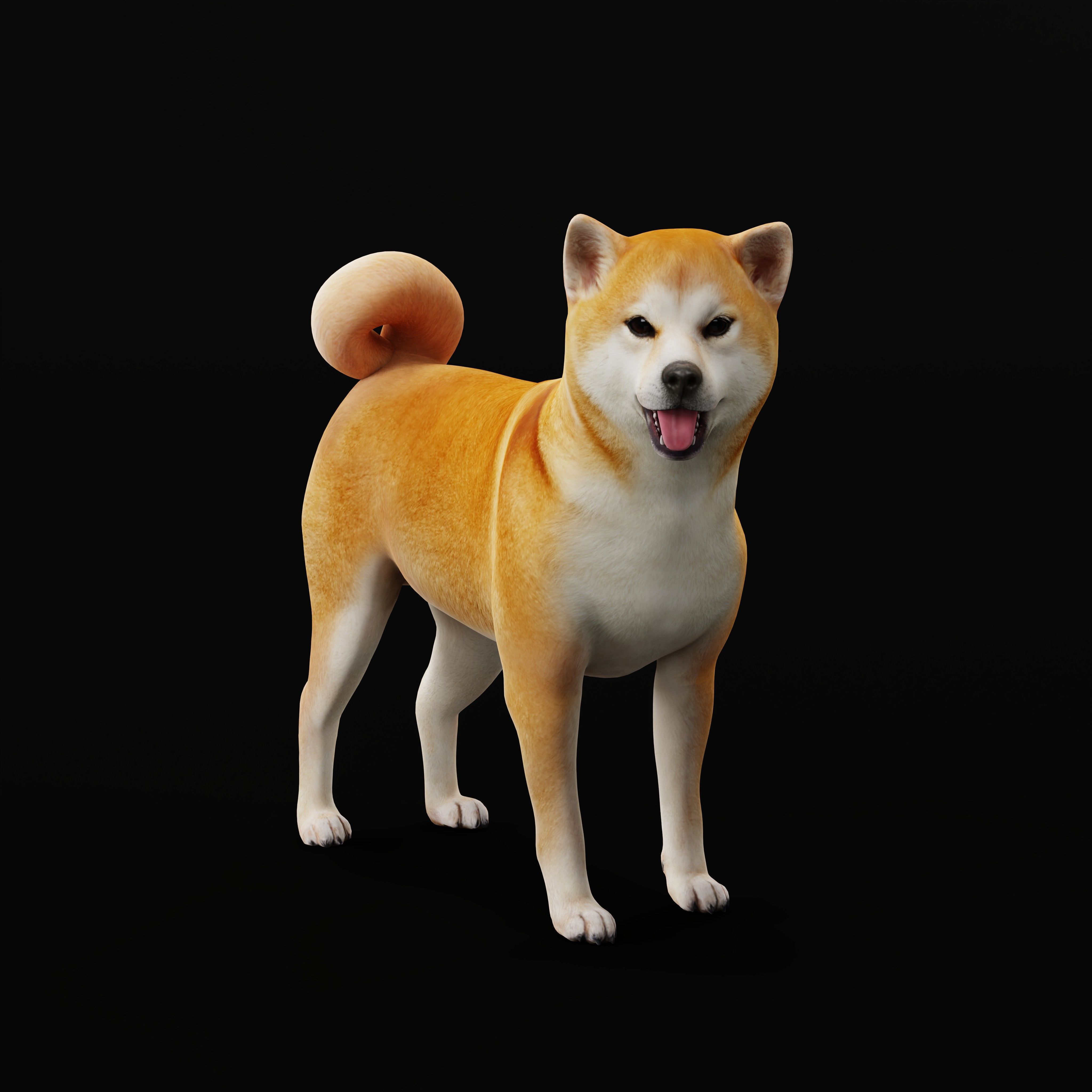 Japanese Shiba Inu Dog Low-poly 3D model_32