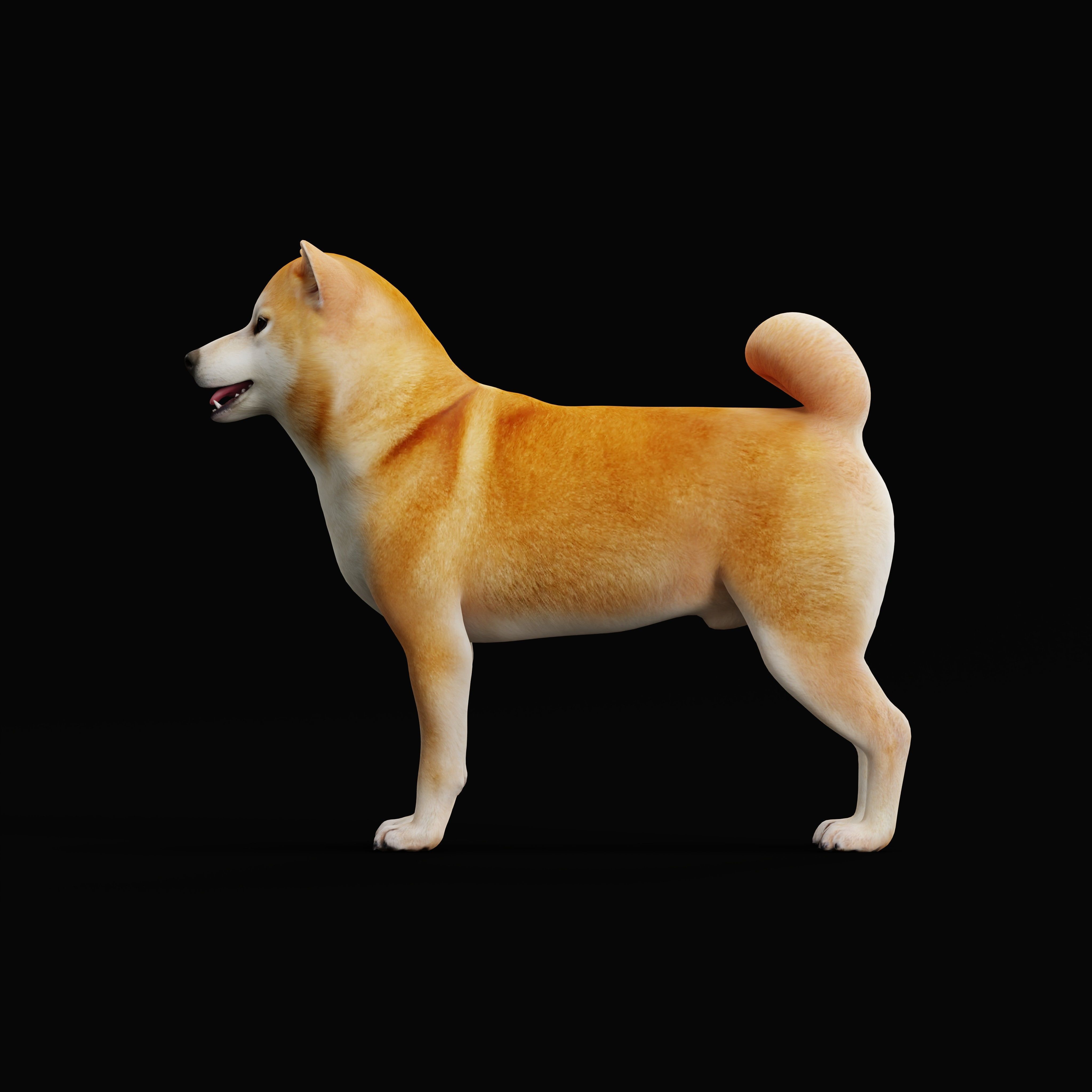 Japanese Shiba Inu Dog Low-poly 3D model_35
