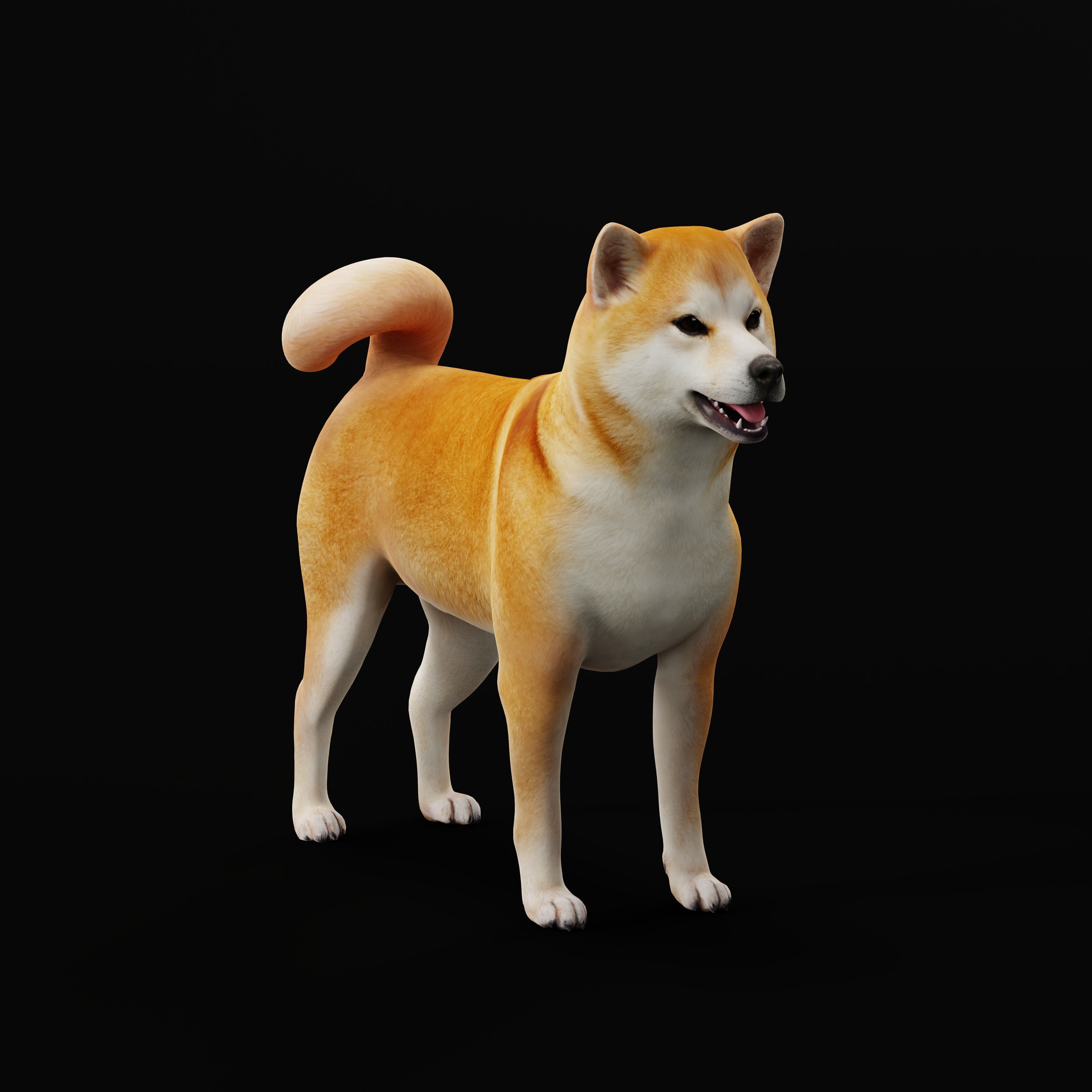 Japanese Shiba Inu Dog Low-poly 3D model_33