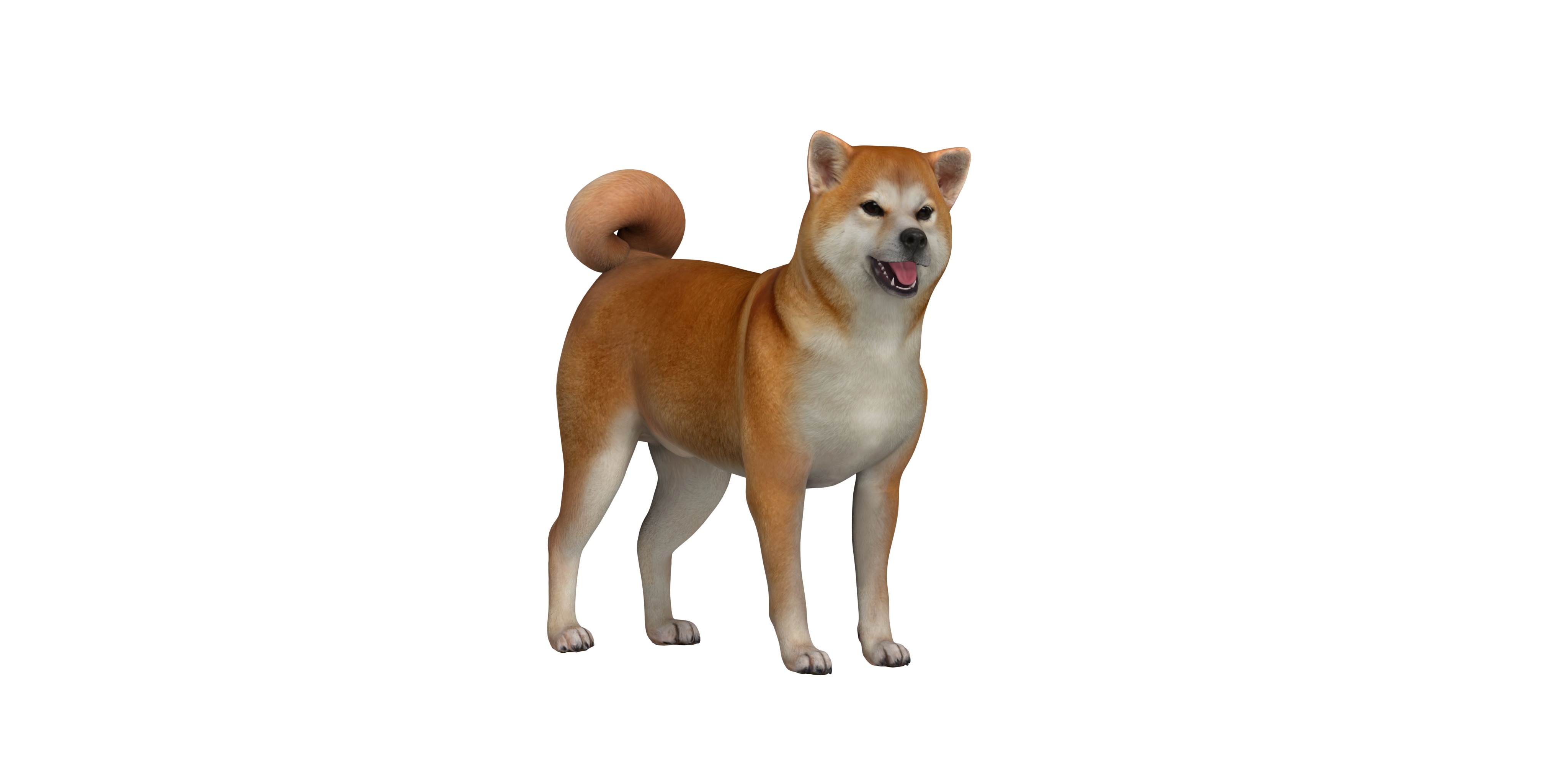 Japanese Shiba Inu Dog Low-poly 3D model_2