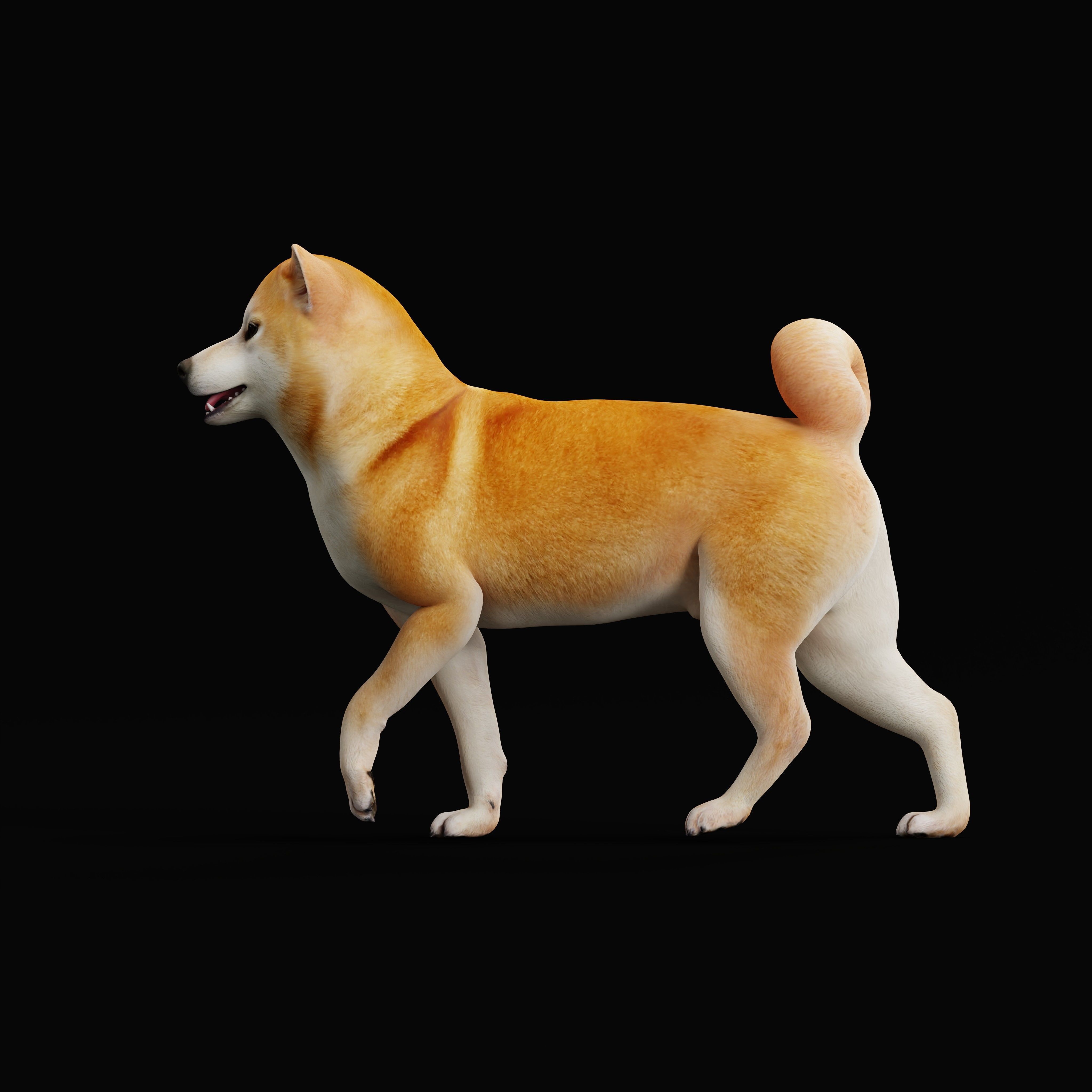 Japanese Shiba Inu Dog Low-poly 3D model_40