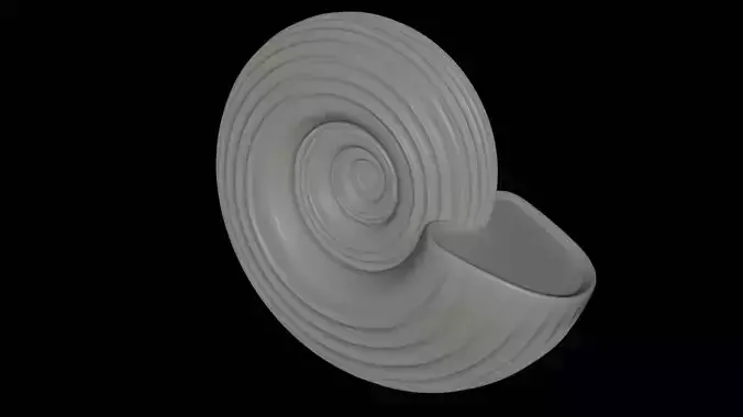 Ammonoid shell with spiral lines
